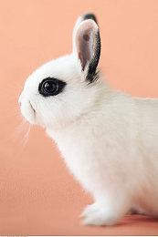 KK对战平台开年巨作，搏一搏，小灯变老灯，老灯变哈登！